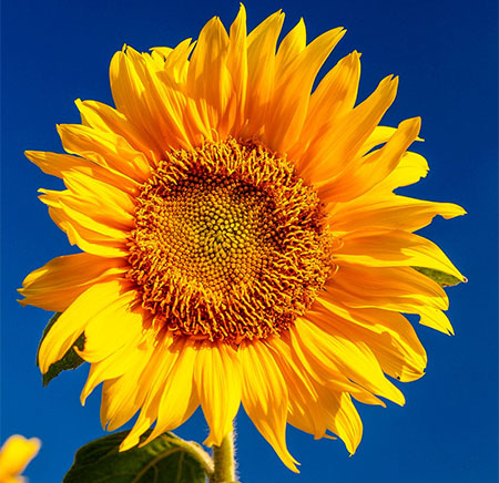 Creating a Vertical Edible Garden