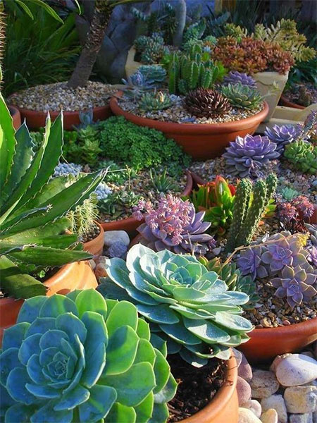 Create A Succulent Garden, Small Succulent Garden