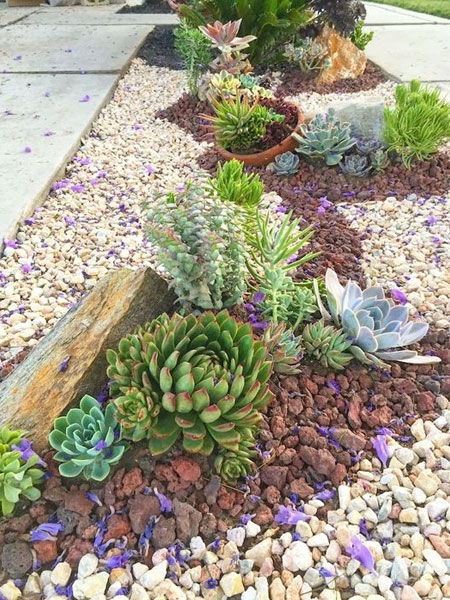 how to succulent gardens