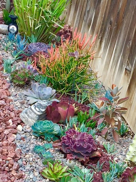 establish succulent garden