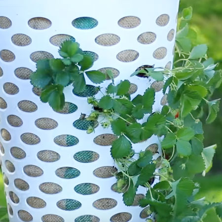 strawberry planter in laundry basket