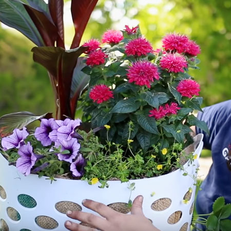 strawberry planter in laundry basket