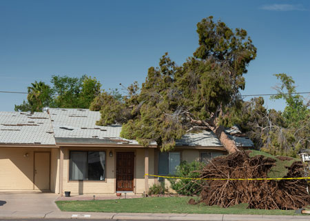 Cut down overhanging branches
