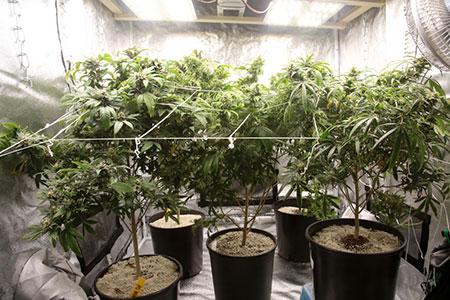 Grow Tent Setup At Home: How To Get Started