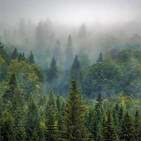 Myths about timber construction: Setting the record straight 