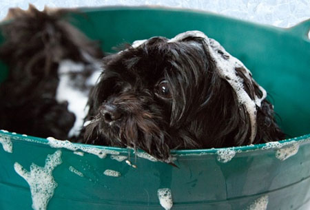 How To Be Sure Your Home Is Pest Free