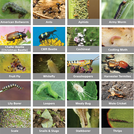 Here's an easy way to identify that pest to save your garden
