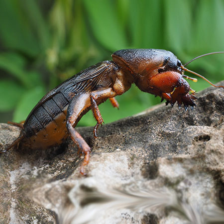 mole cricket