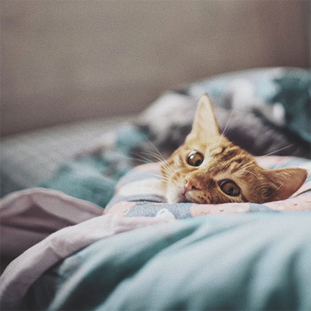 sanitize and refresh in a tumble dryer