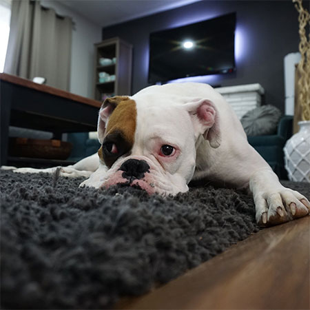 clean carpet for pet owners