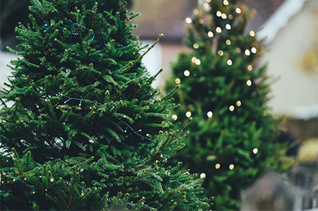 recycle christmas tree