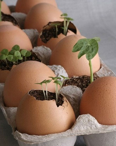 sustainable garden with eggshells and egg cartons