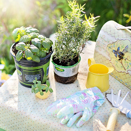 Use These 6 Garden Herbs to Make Your Home Look and Feel Better Instantly