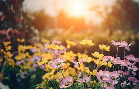 Common Rookie Gardening Mistakes