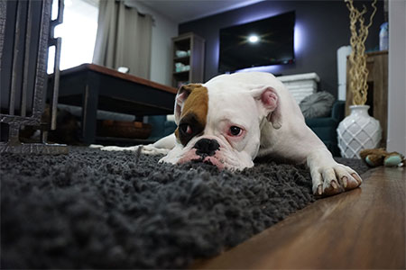 carpet cleaning for pet stains