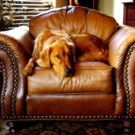 carcinogens found in the home