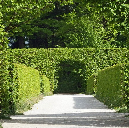 grow a privacy hedge