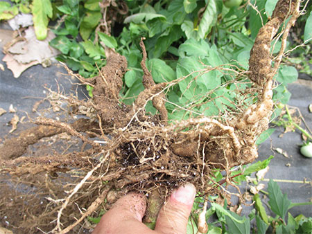 crops damaged by root knot nematode