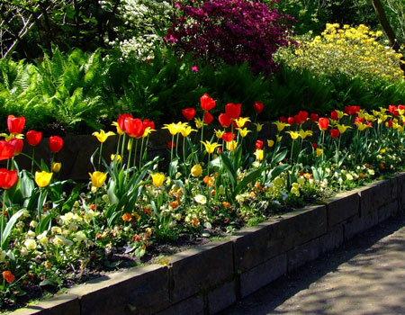 add spring colour to flower beds and borders