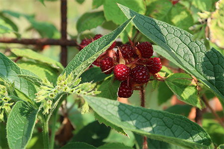 Ways to Add Permaculture to Your Garden