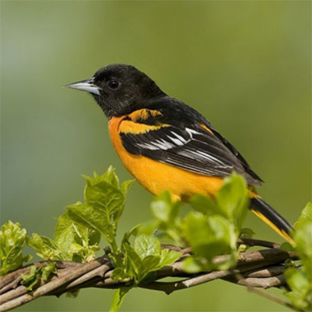 5 of the best Oriole feeders you can buy