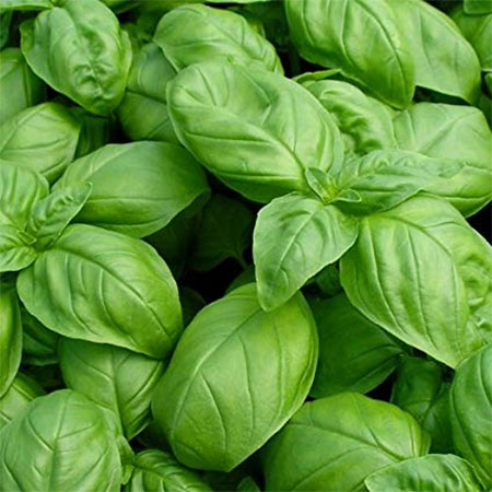 tips for Growing Basil