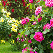 prune rose bushes