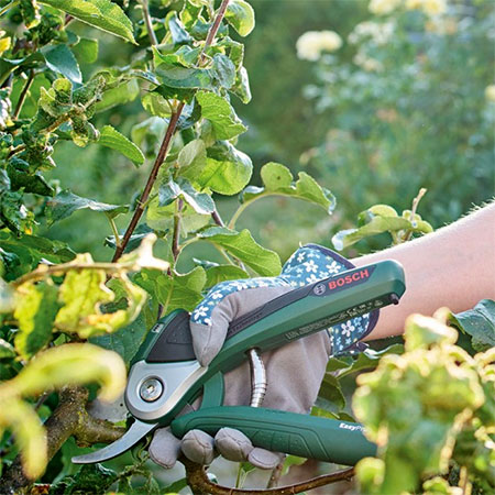 when to prune rose bushes