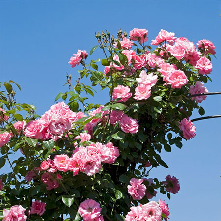 trim climbing roses