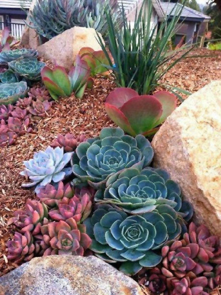low maintenance succulent front garden