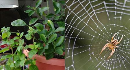 Plants that repel spiders- know about it here! 