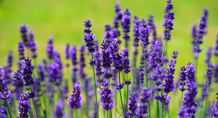 plants that repel spiders