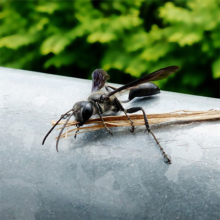Household Pests that You Should Get Rid of Now