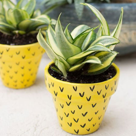 colourful painted plant pots