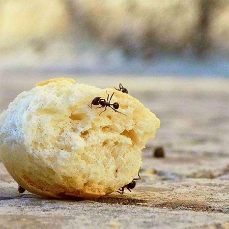 Best home remedies for getting rid of ants 