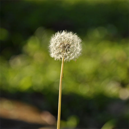 Why you should use an organic weed killer