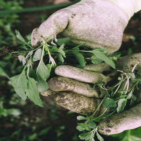 organic weed killers are safer