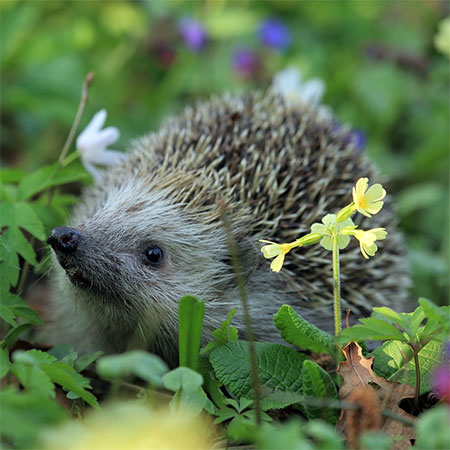 Organic weedkillers are kinder to wildlife