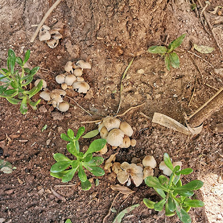 Mushrooms around the base of trees is not a good sign