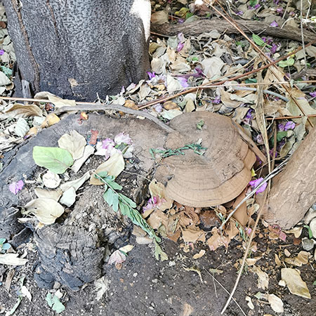 Mushrooms that Grow out from the Tree Trunk
