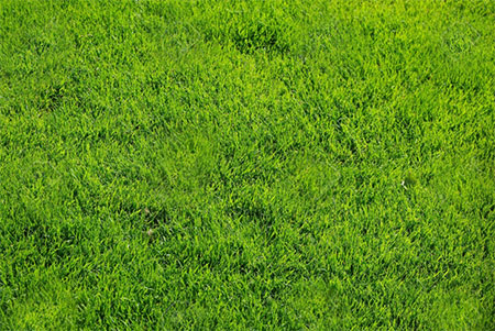 Artificial greenery or grass looks real