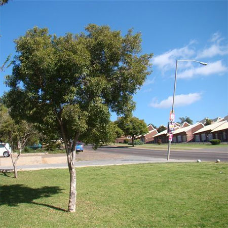 lavender tree south africa