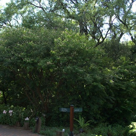 River Indigo - Height 2 to 4 metres