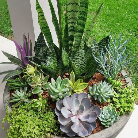 how to grow succulent garden
