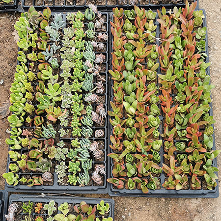 buy affordable succulents johannesburg gauteng south africa