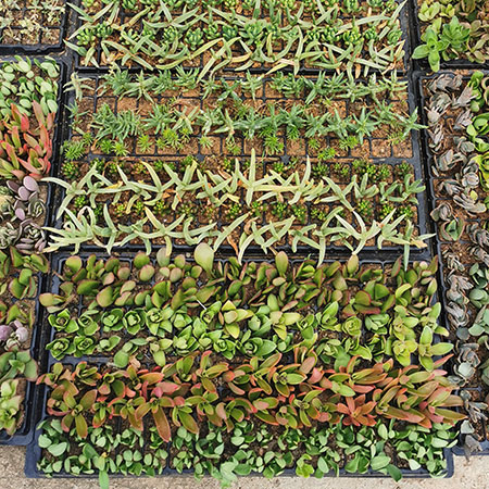 where to buy succulents johannesburg gauteng south africa