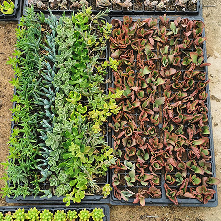 where to buy succulents johannesburg gauteng south africa