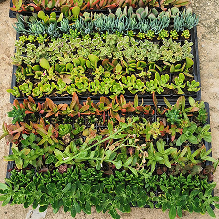 where to buy succulents johannesburg gauteng south africa