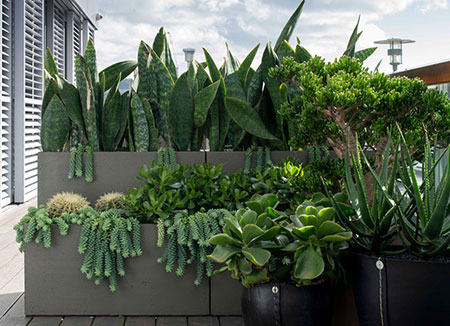 Create an Inner City Oasis