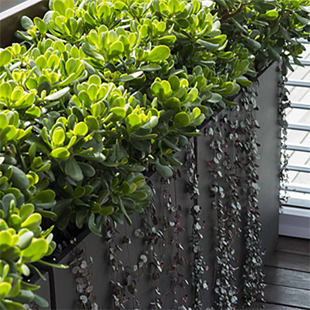 Create an Inner City Oasis